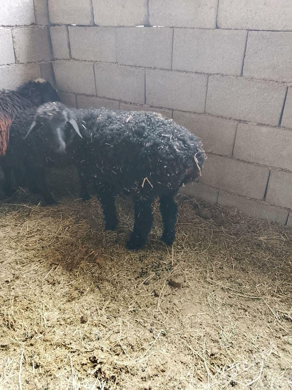 tokly - Aşgabat - img 2