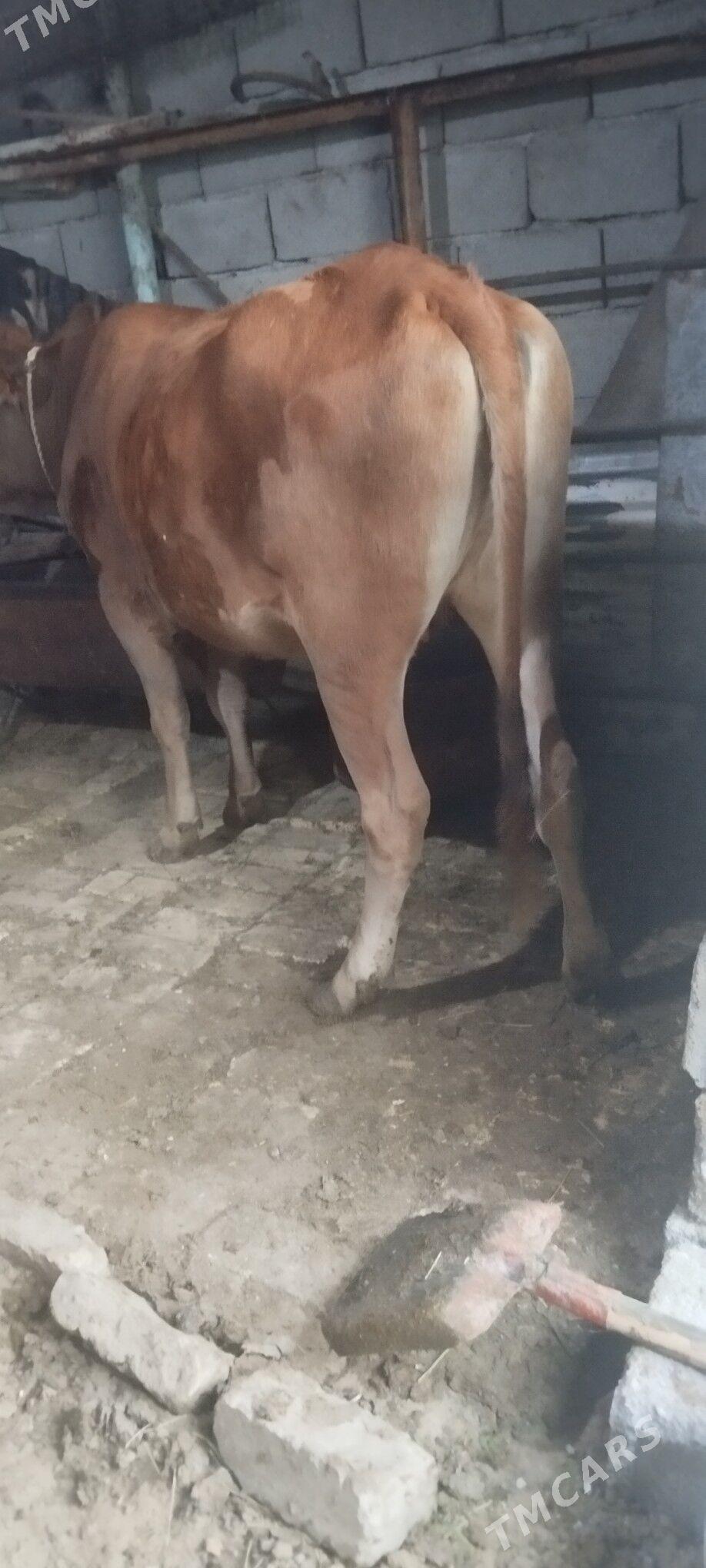 bakylgy tuwe - Hitrowka - img 2