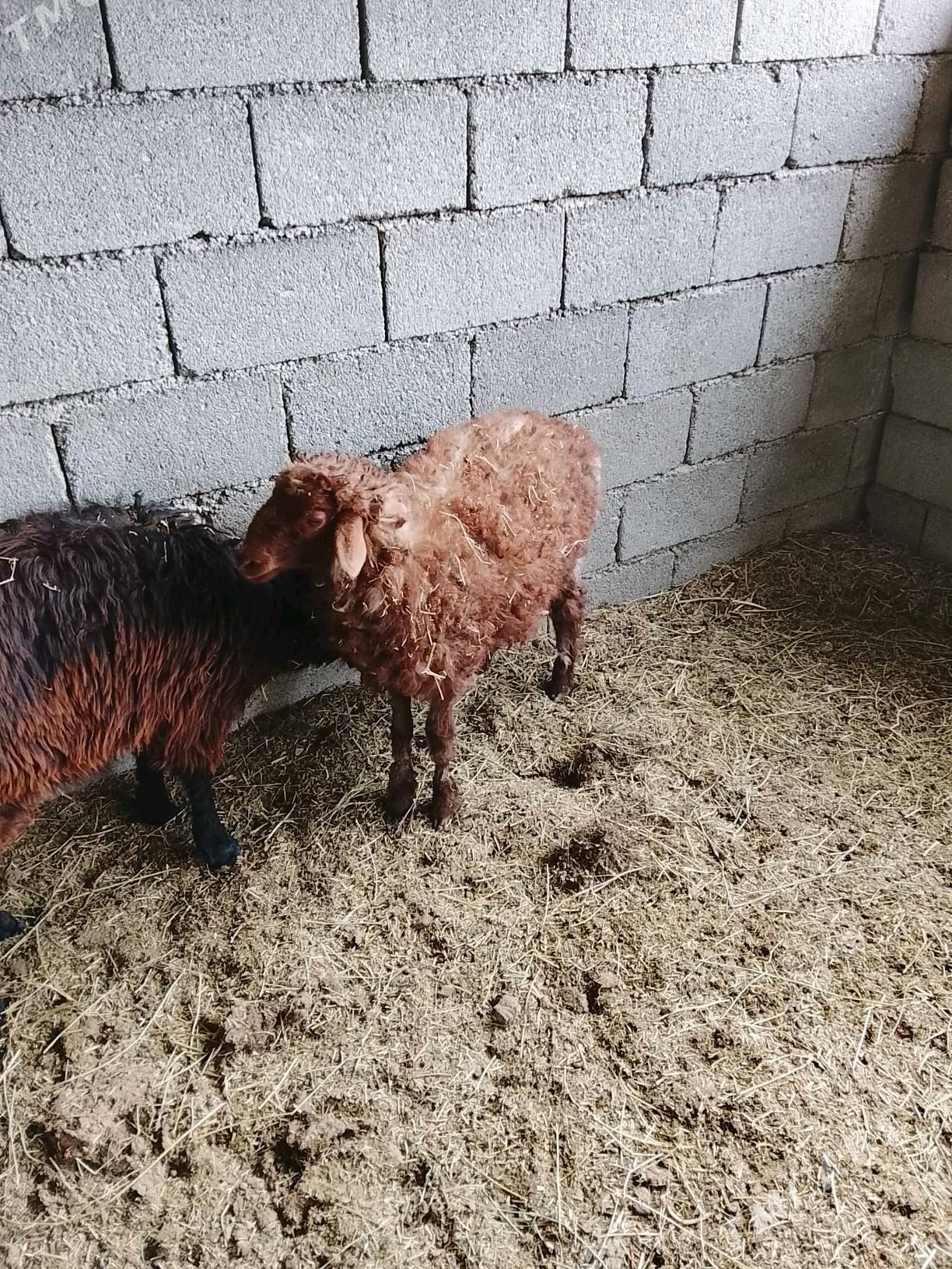 tokly - Aşgabat - img 4