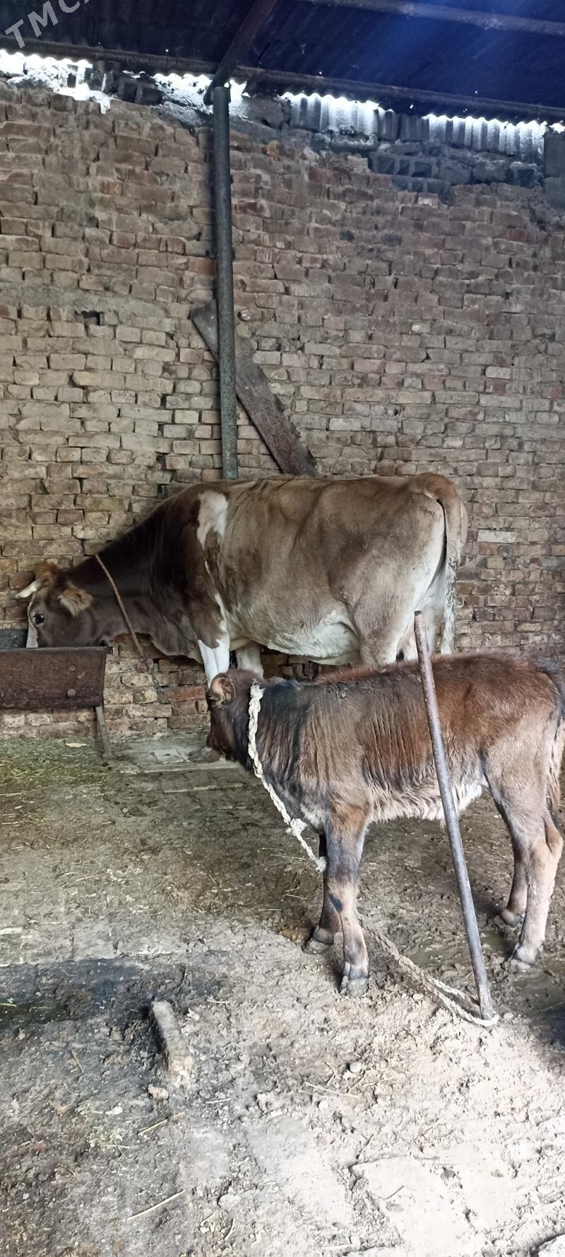 goleli sygyr - Hitrowka - img 2