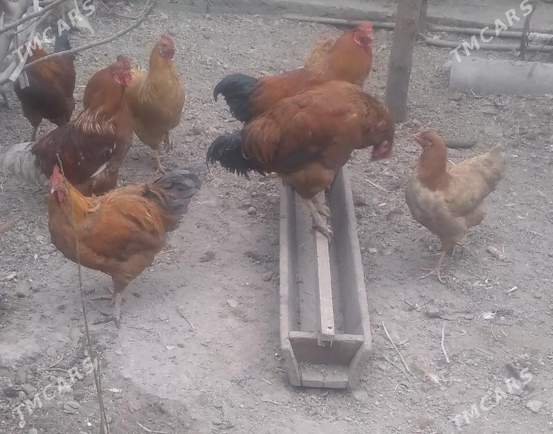 juje towuk horaz - Дашогуз - img 3