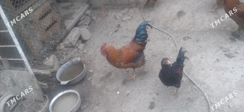 juje towuk horaz - Дашогуз - img 2