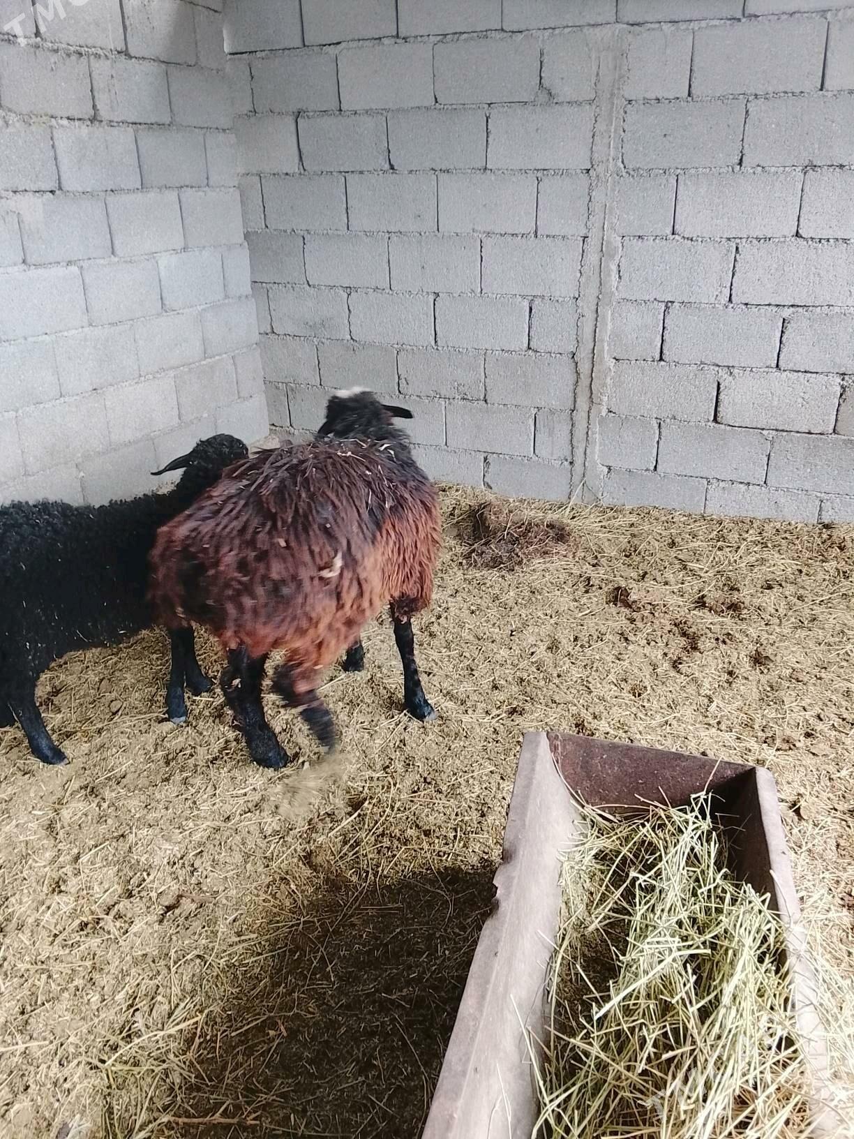 tokly - Ашхабад - img 2