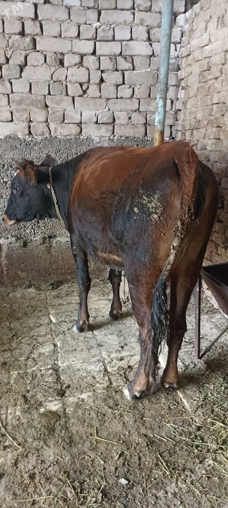 bogaz tuwe - Хитровка - img 3