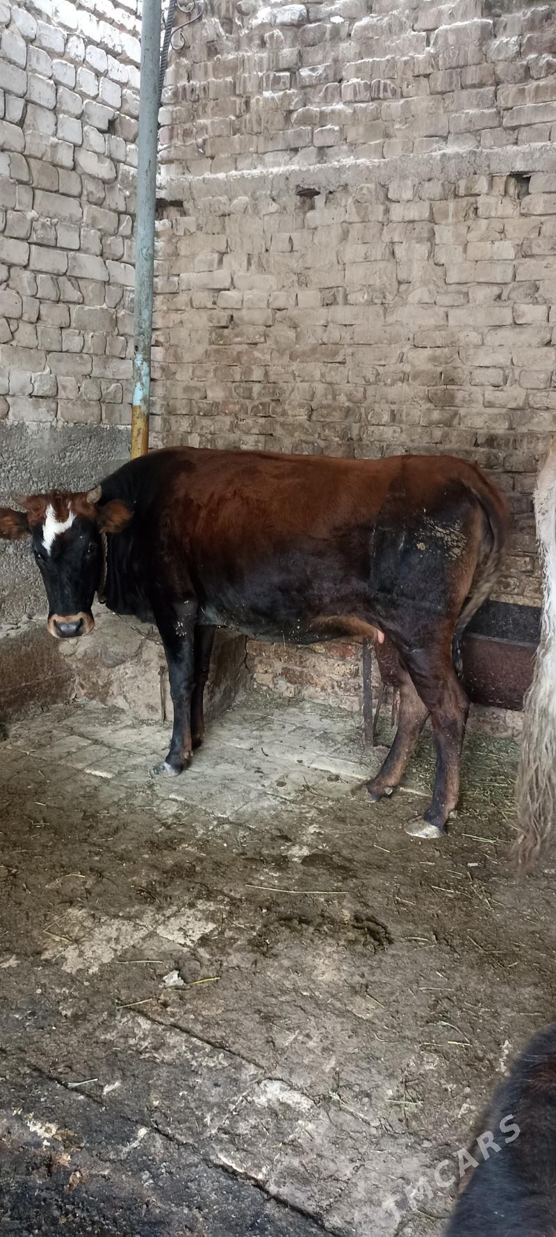 bogaz tuwe - Хитровка - img 1