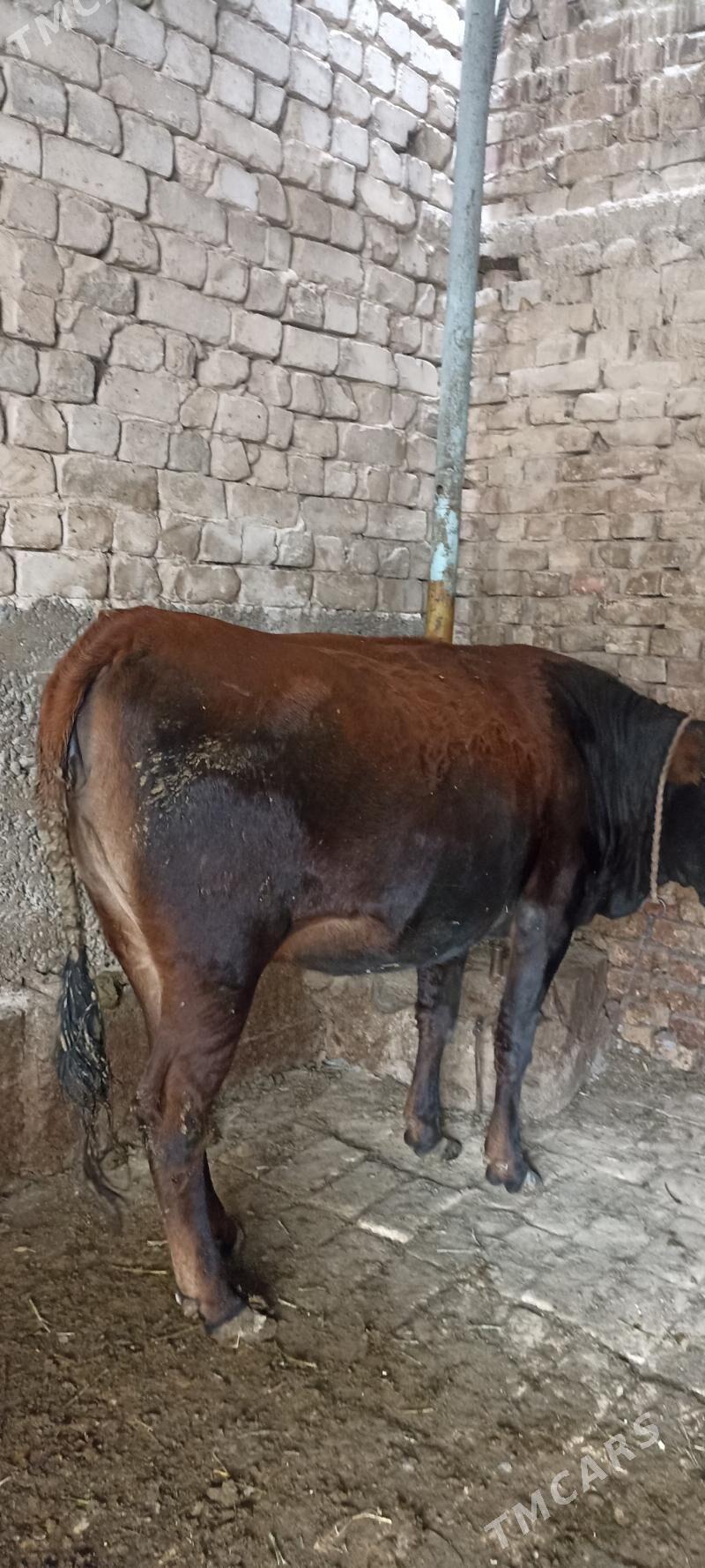 bogaz tuwe - Хитровка - img 2