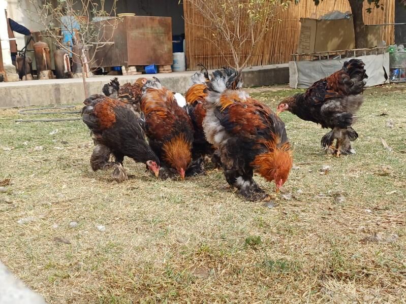 brama horaz - Çoganly - img 2