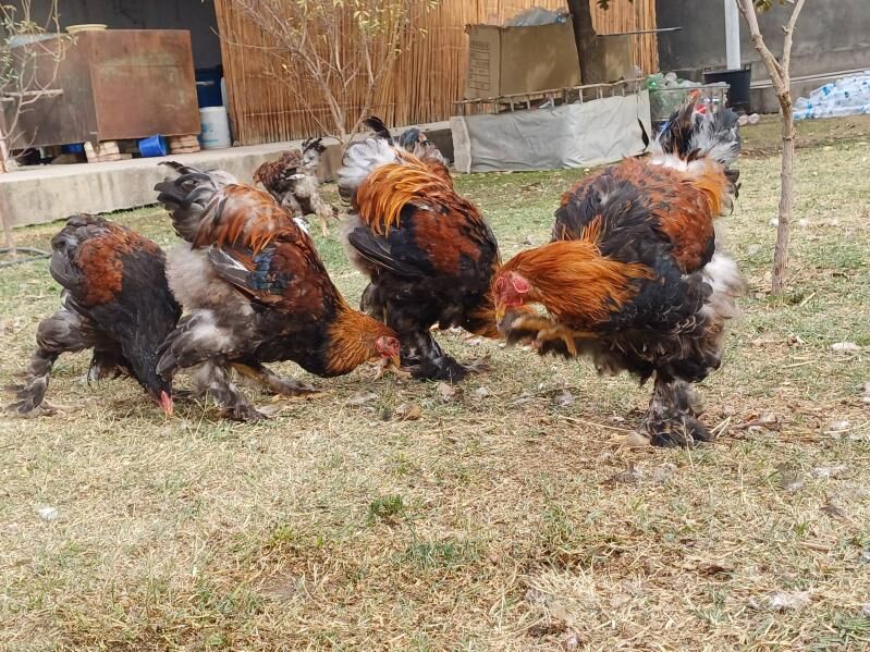 brama horaz - Çoganly - img 3