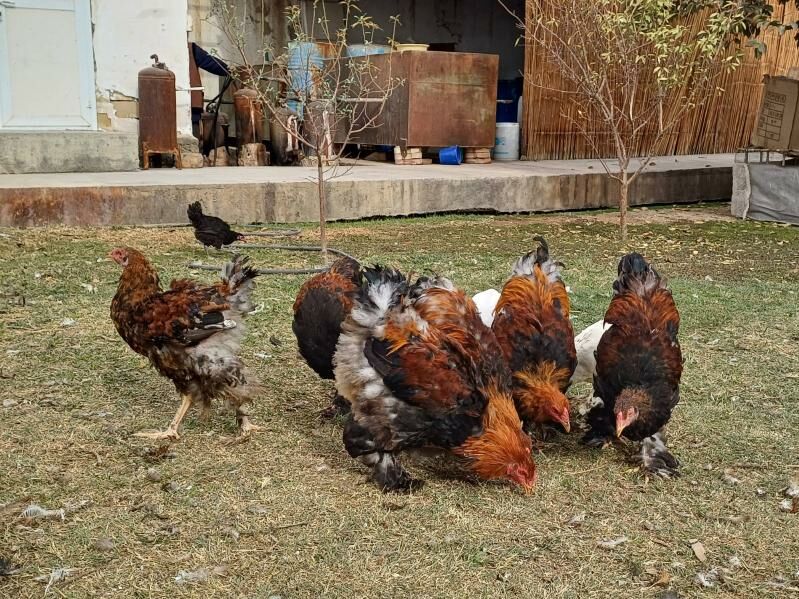 brama horaz - Çoganly - img 5