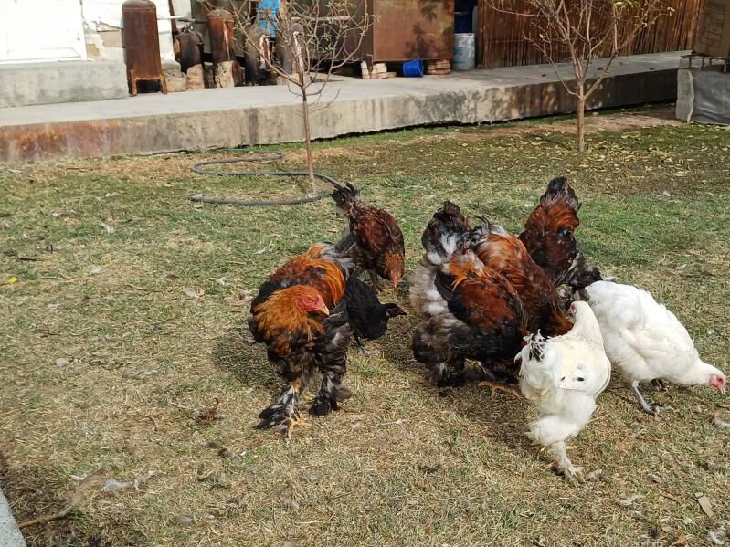 brama horaz - Çoganly - img 7