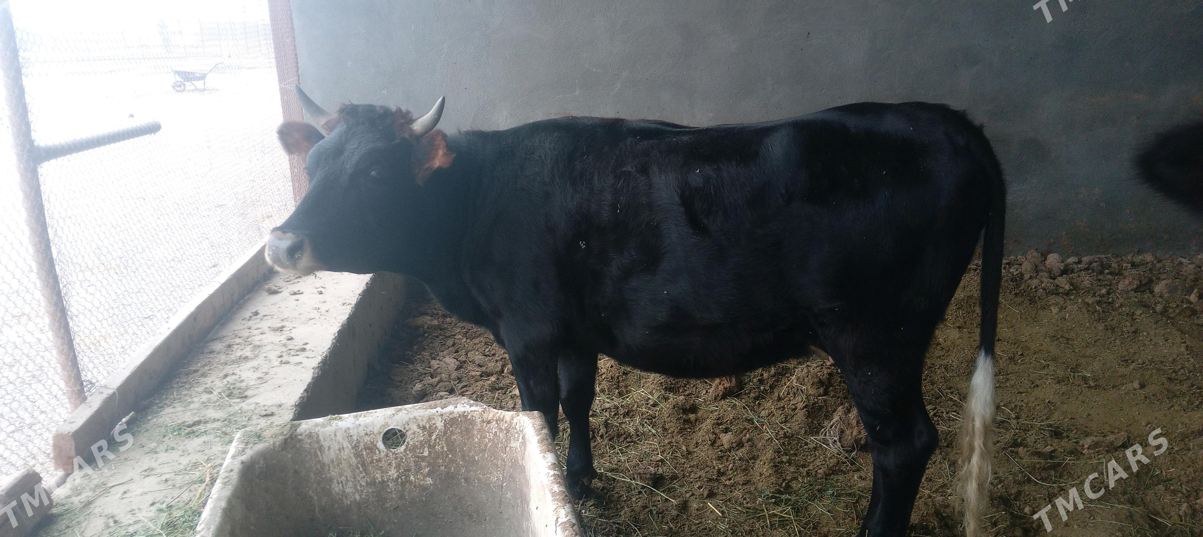 tüwe - Гёкдепе - img 3