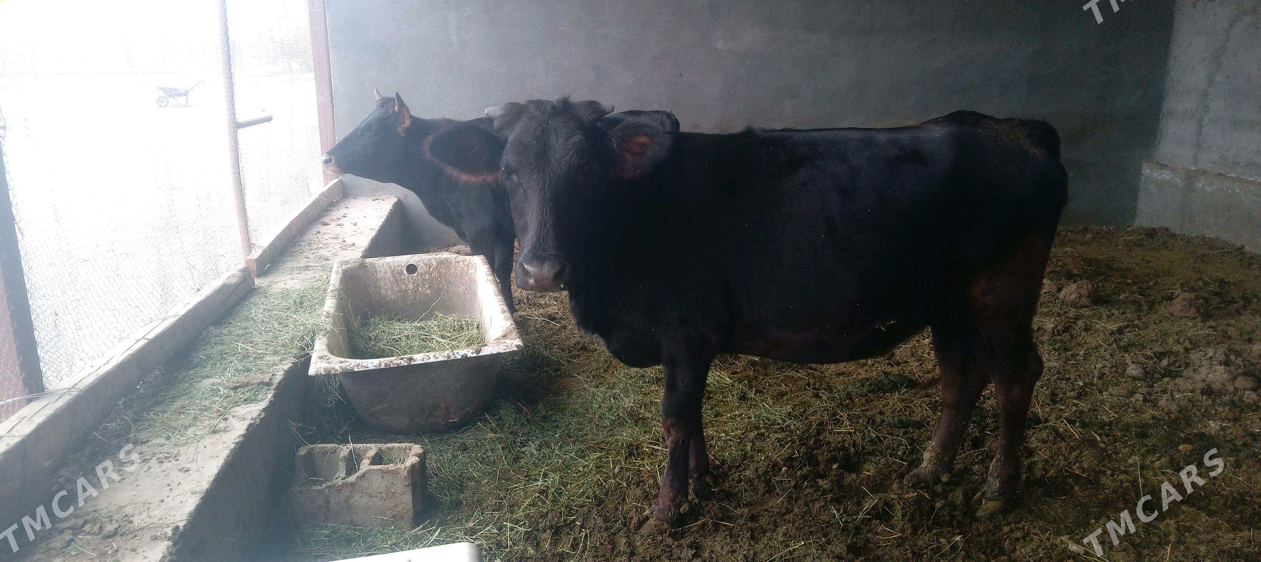 tüwe - Гёкдепе - img 4