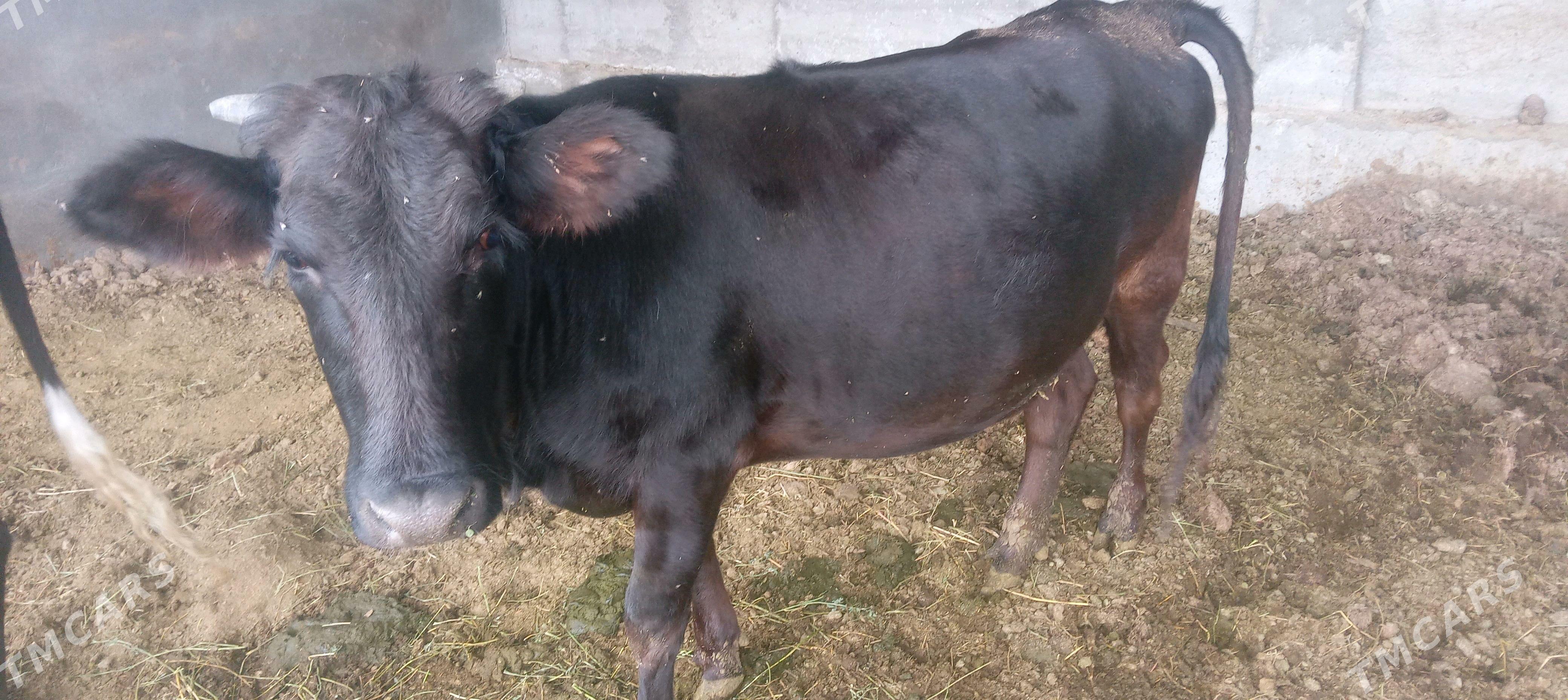 tüwe - Гёкдепе - img 5