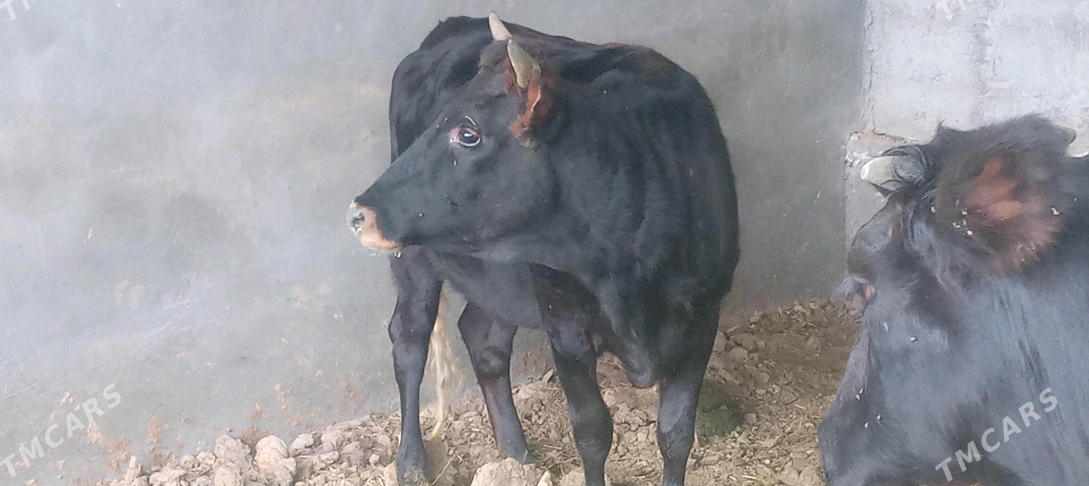 tüwe - Гёкдепе - img 2