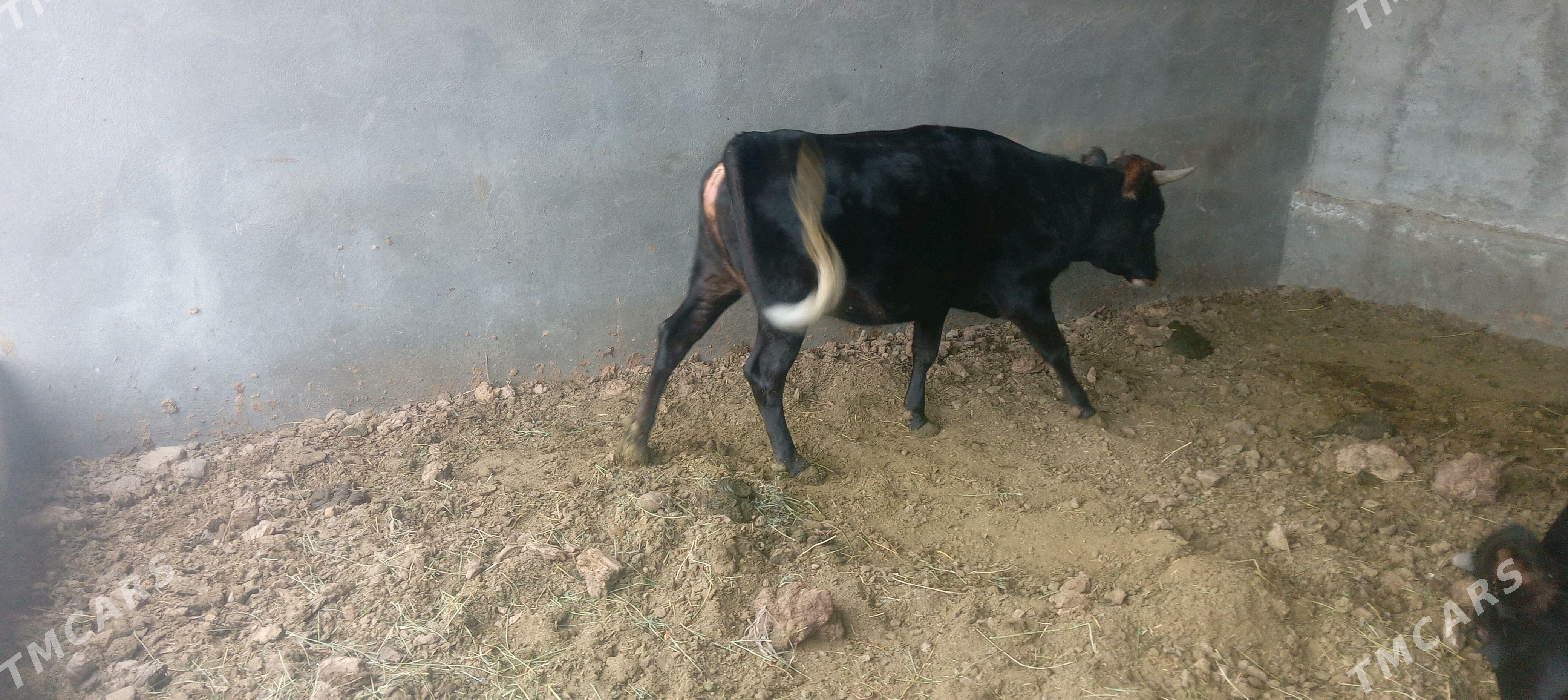 tüwe - Гёкдепе - img 6