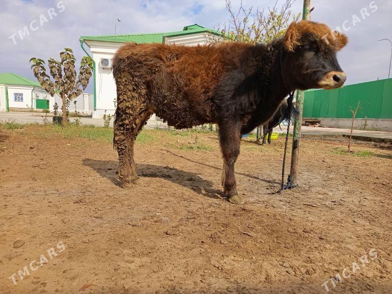 Tuwe şwet - Täze zaman - img 3