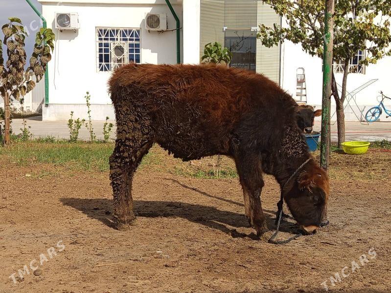 Tuwe şwet - Täze zaman - img 1