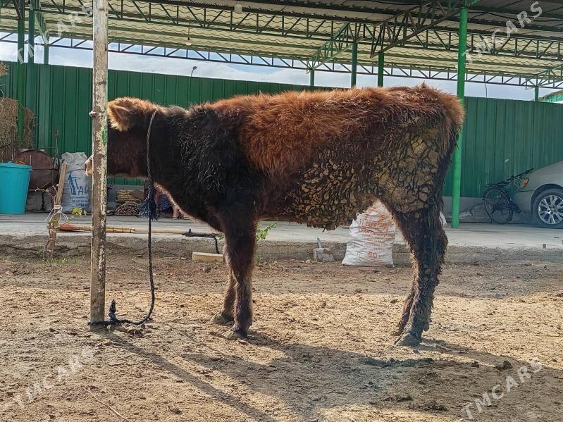 Tuwe şwet - Täze zaman - img 2