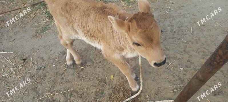 Göleli sygyr - Gökdepe - img 5