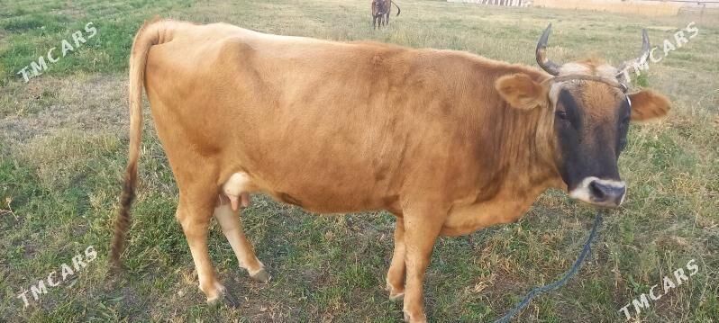 Göleli sygyr - Gökdepe - img 2