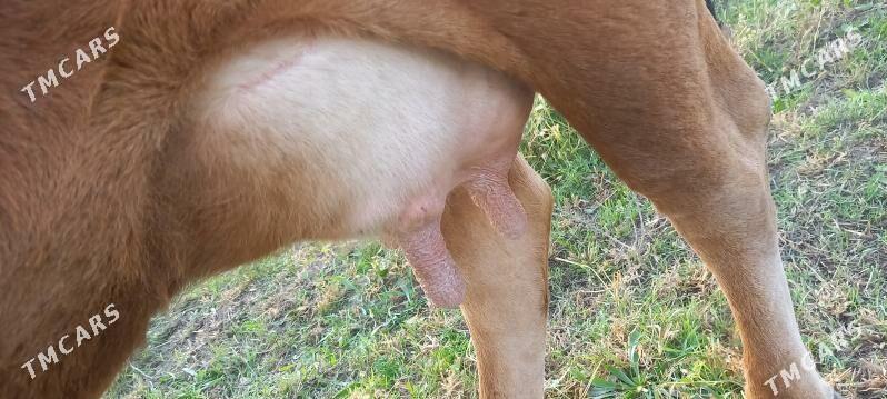 Göleli sygyr - Gökdepe - img 3