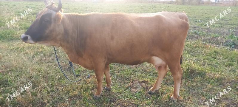 Göleli sygyr - Gökdepe - img 7