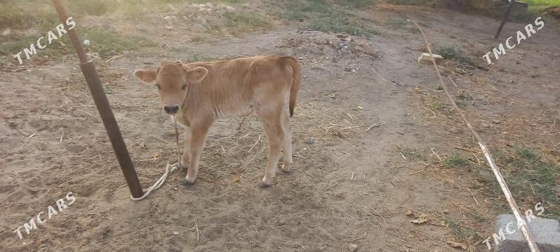 Göleli sygyr - Gökdepe - img 4