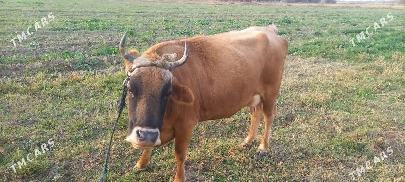 Göleli sygyr - Gökdepe - img 6