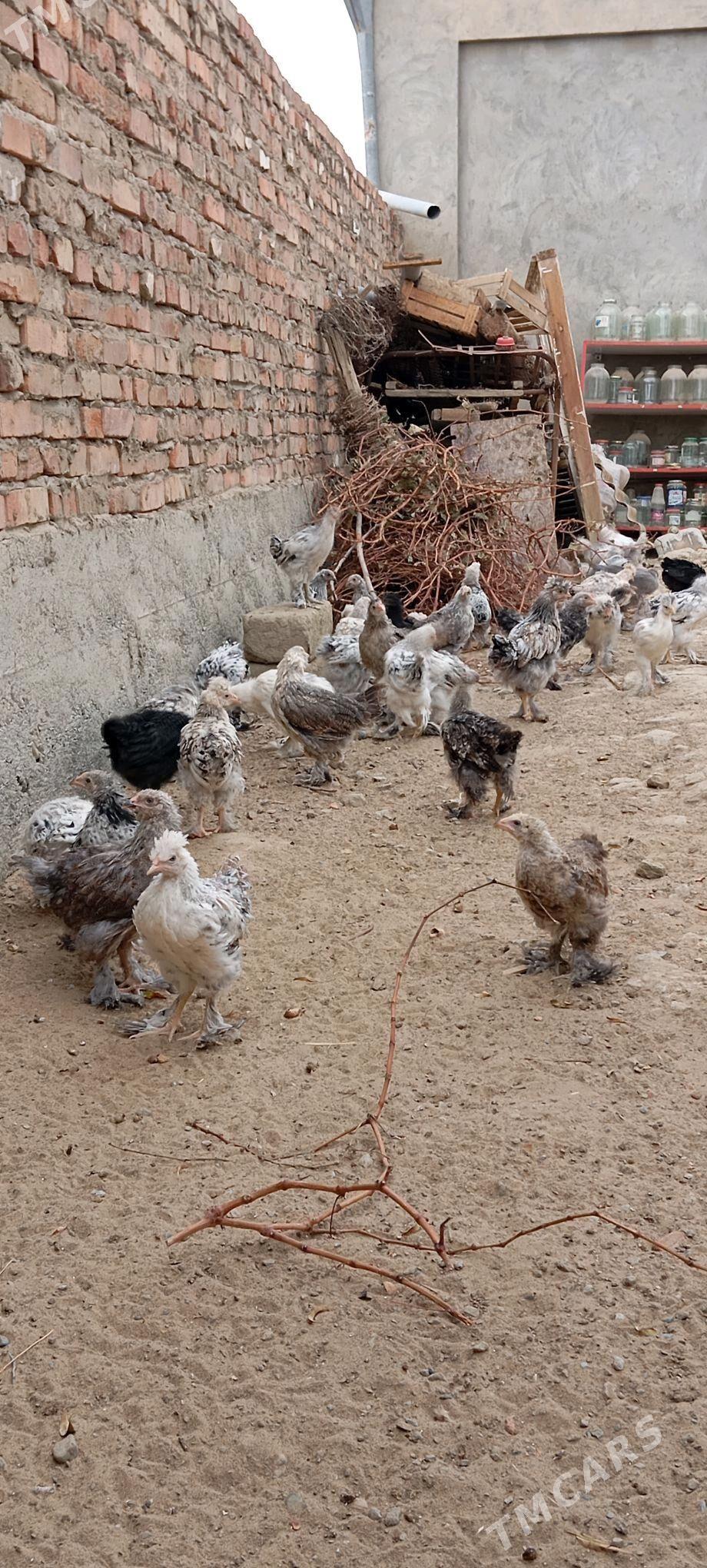 BALGAR JUJE - Bäherden - img 2