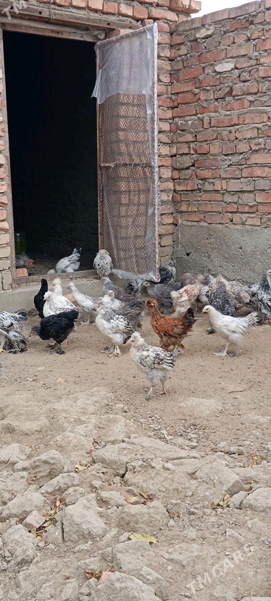 BALGAR JUJE - Bäherden - img 1