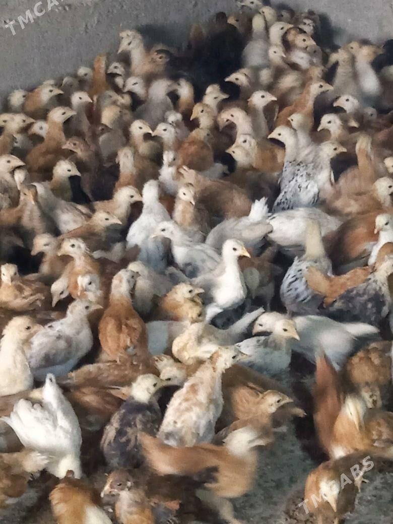 a - Кака - img 2