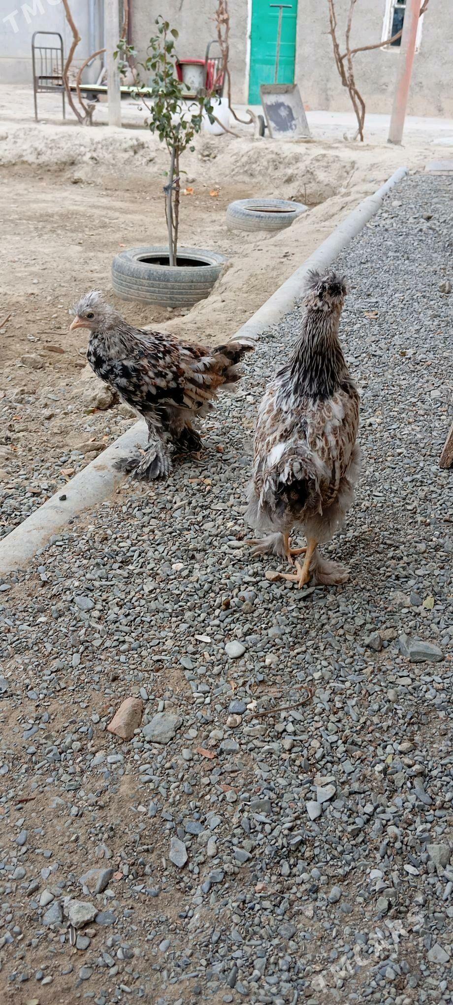 BALGAR JUJE - Bäherden - img 3