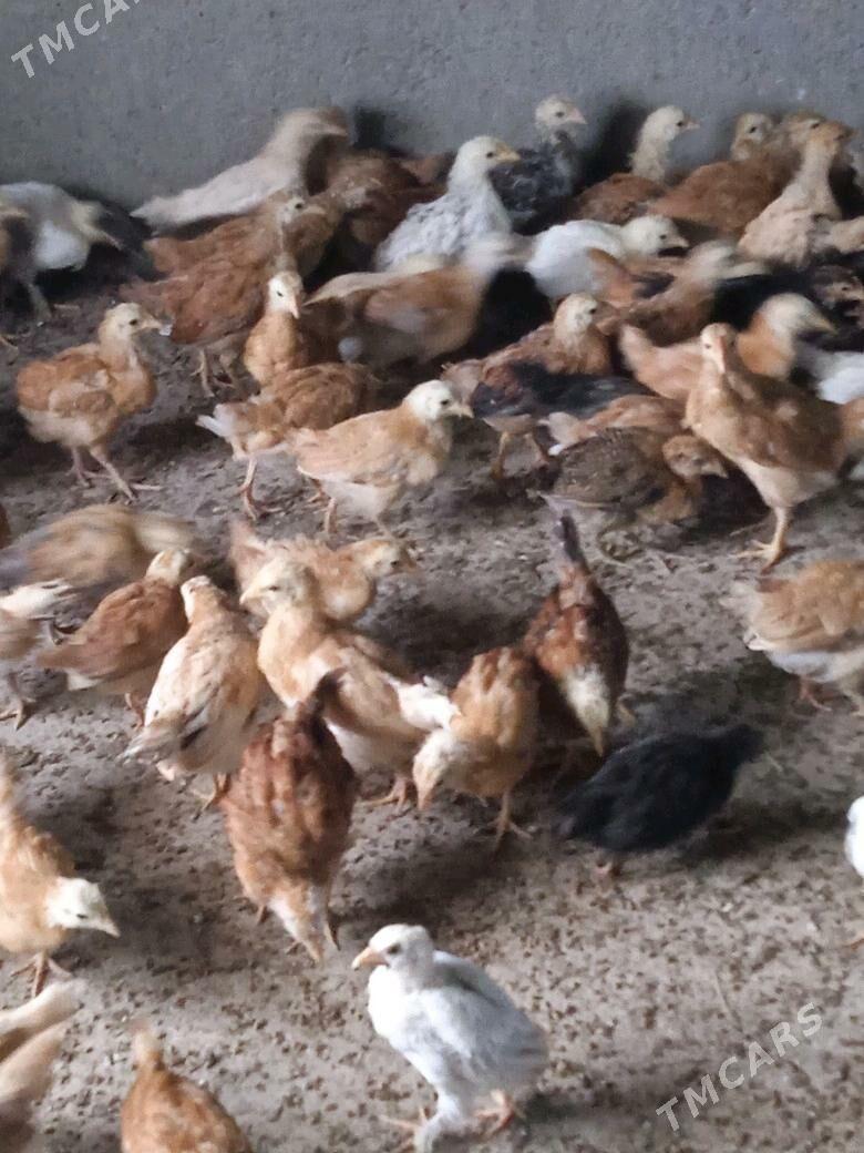 a - Кака - img 4