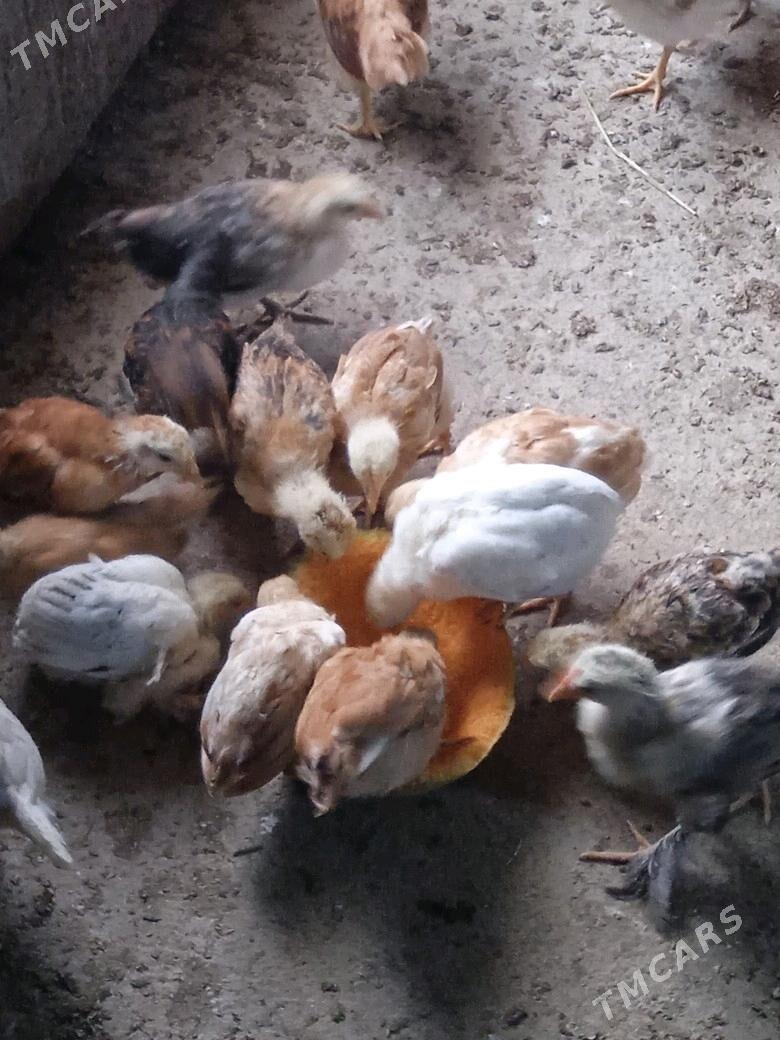 a - Кака - img 5