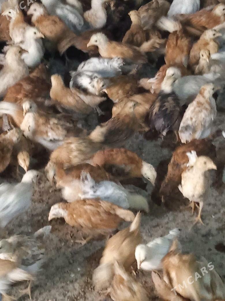 a - Кака - img 3