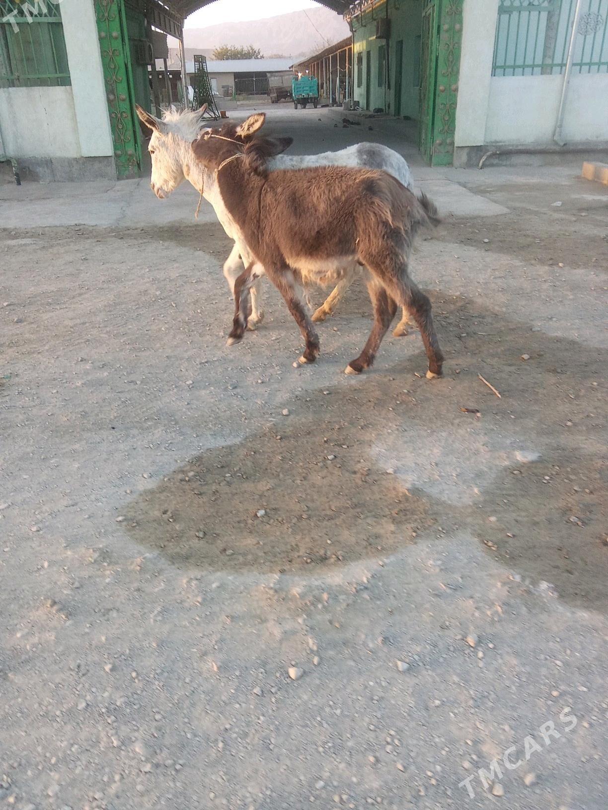 eşek - Бахарден - img 1