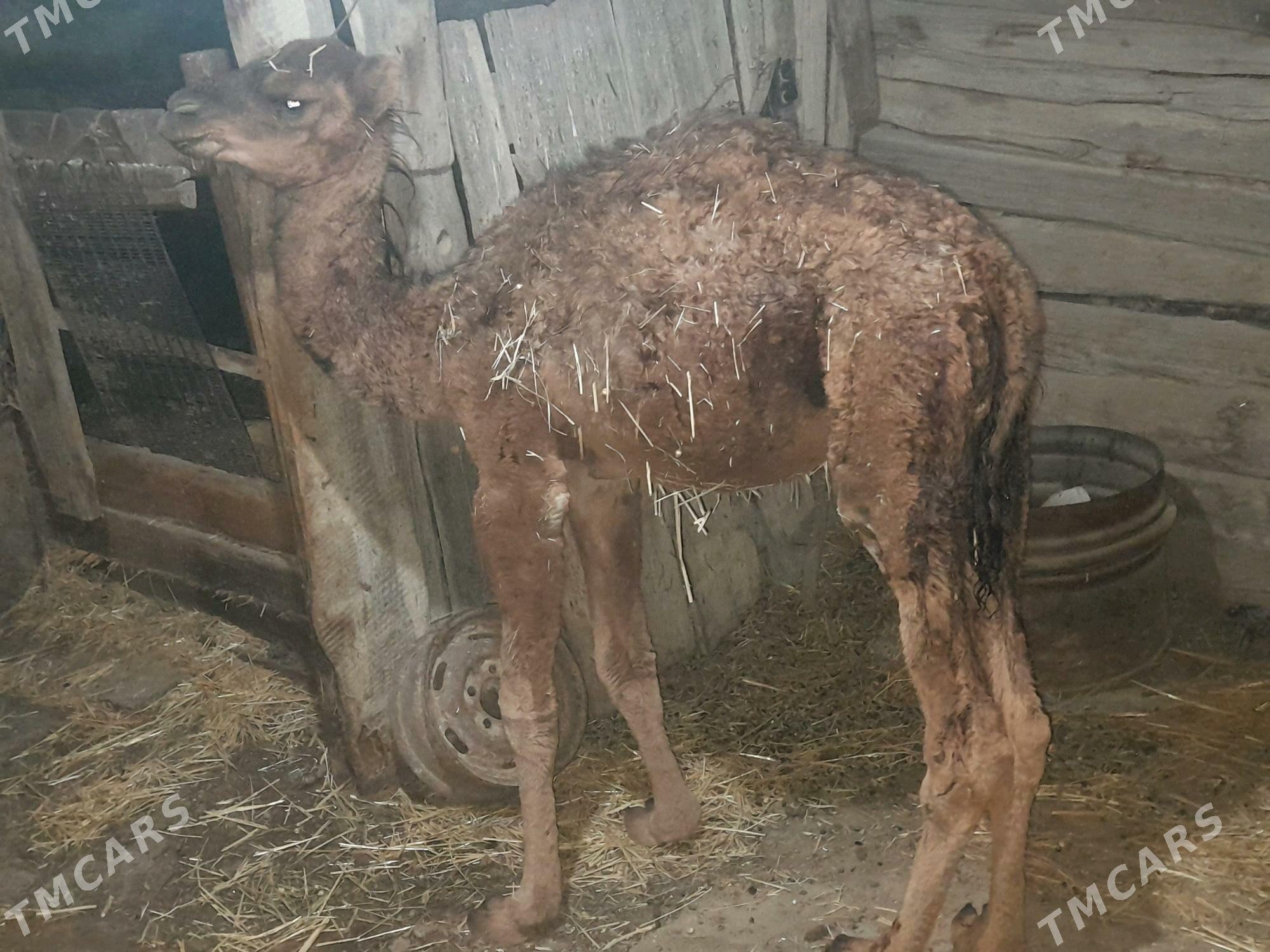 torum - Гызыларбат - img 2