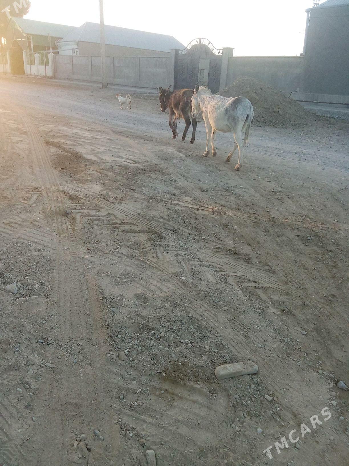 eşek - Бахарден - img 3