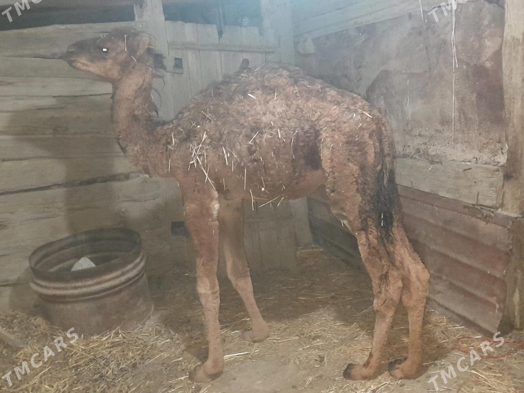 torum - Гызыларбат - img 1