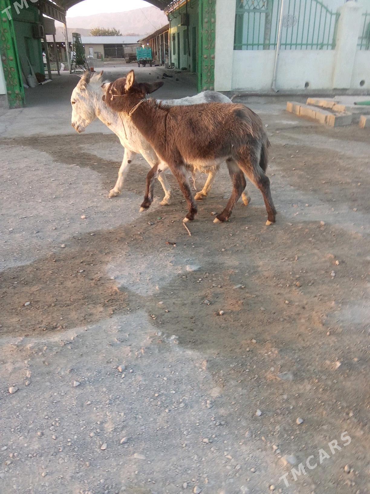 eşek - Бахарден - img 4