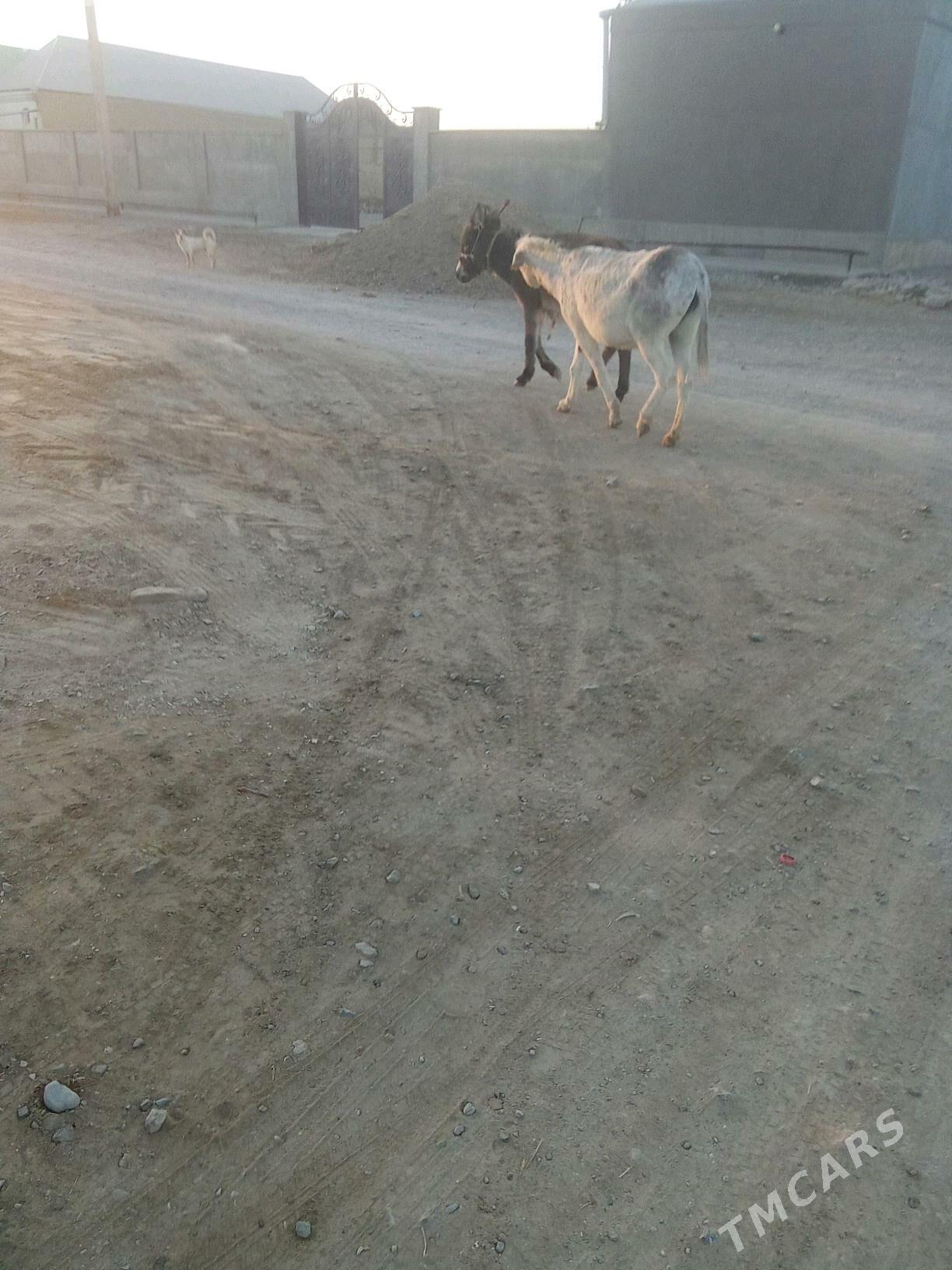 eşek - Бахарден - img 5