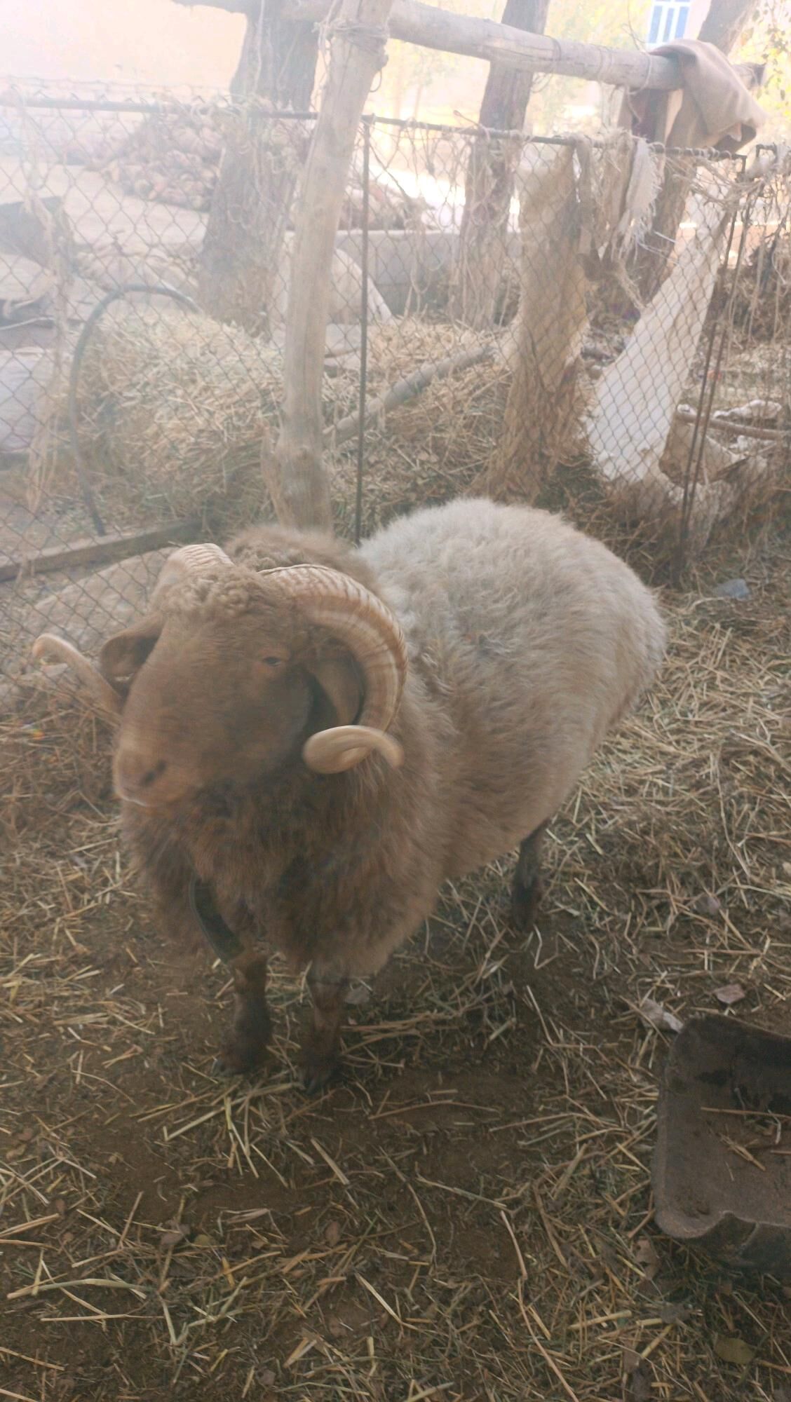 goçlar - Гурбансолтан Едже - img 5