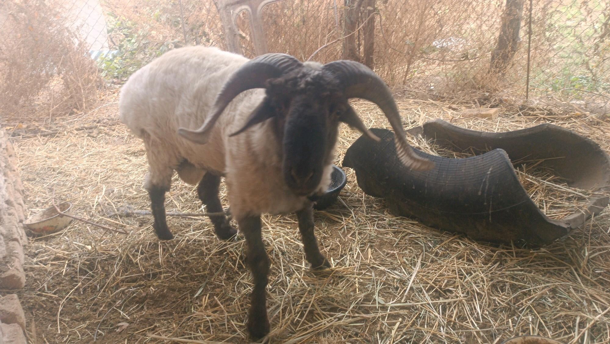 goçlar - Гурбансолтан Едже - img 4