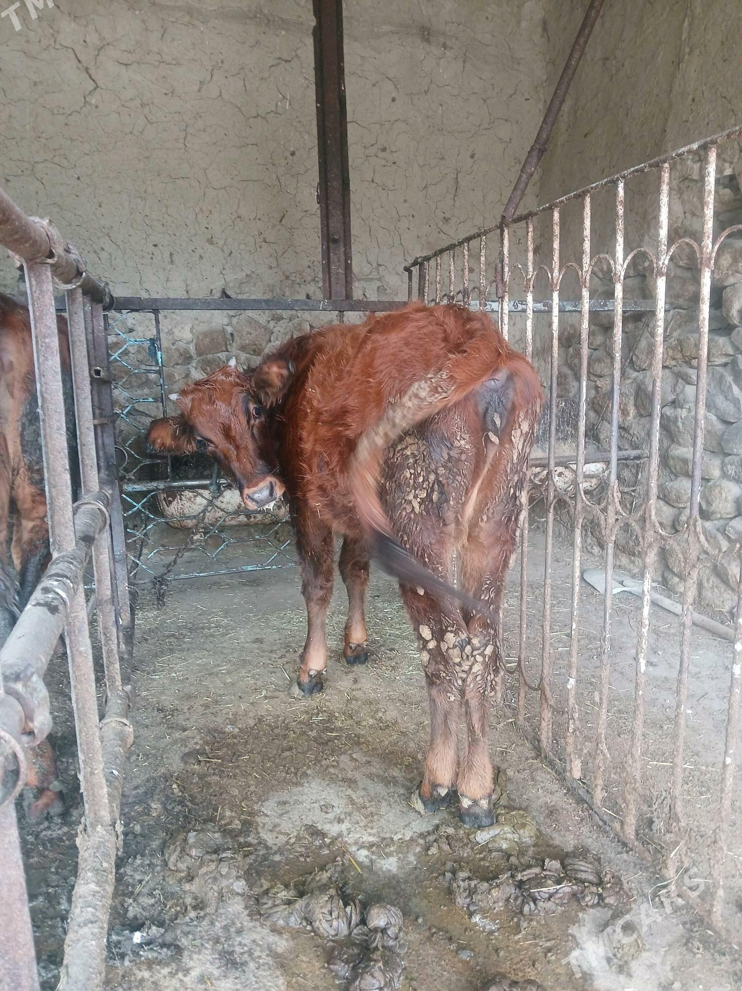 tuwe 2 sany - Бахарден - img 1