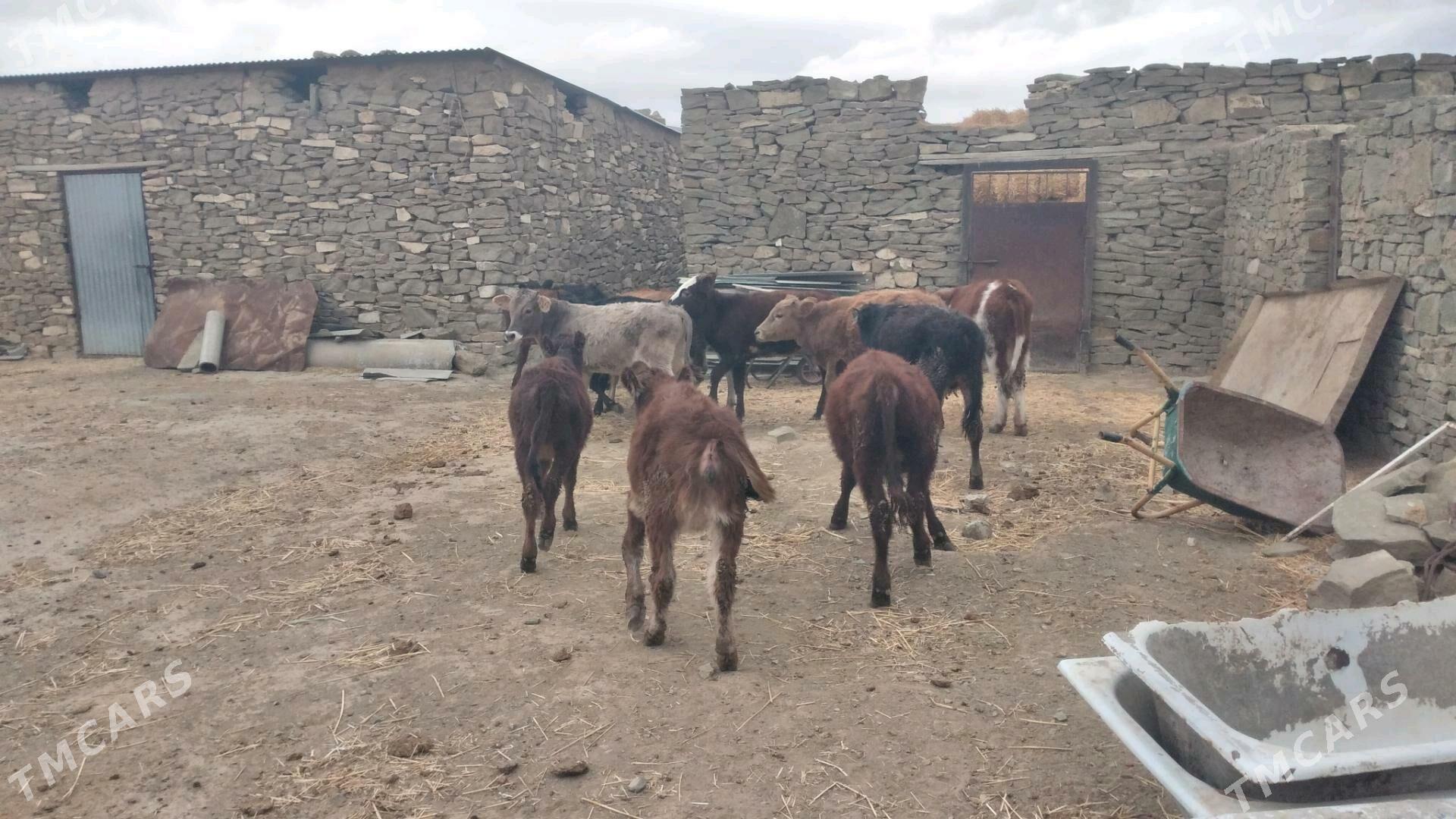 ÖKÛZ TÛWE - Гызыларбат - img 2