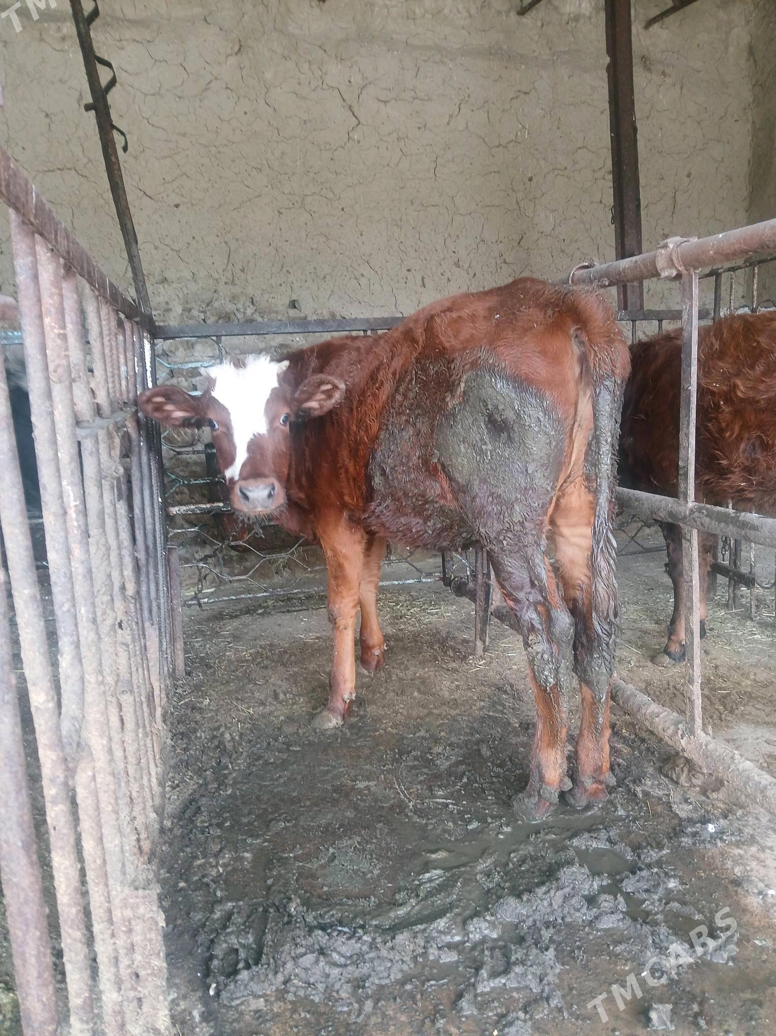 tuwe 2 sany - Бахарден - img 4