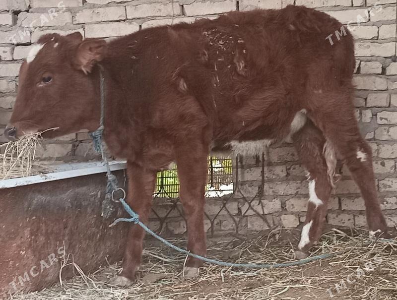 unajyn - Çärjew - img 3