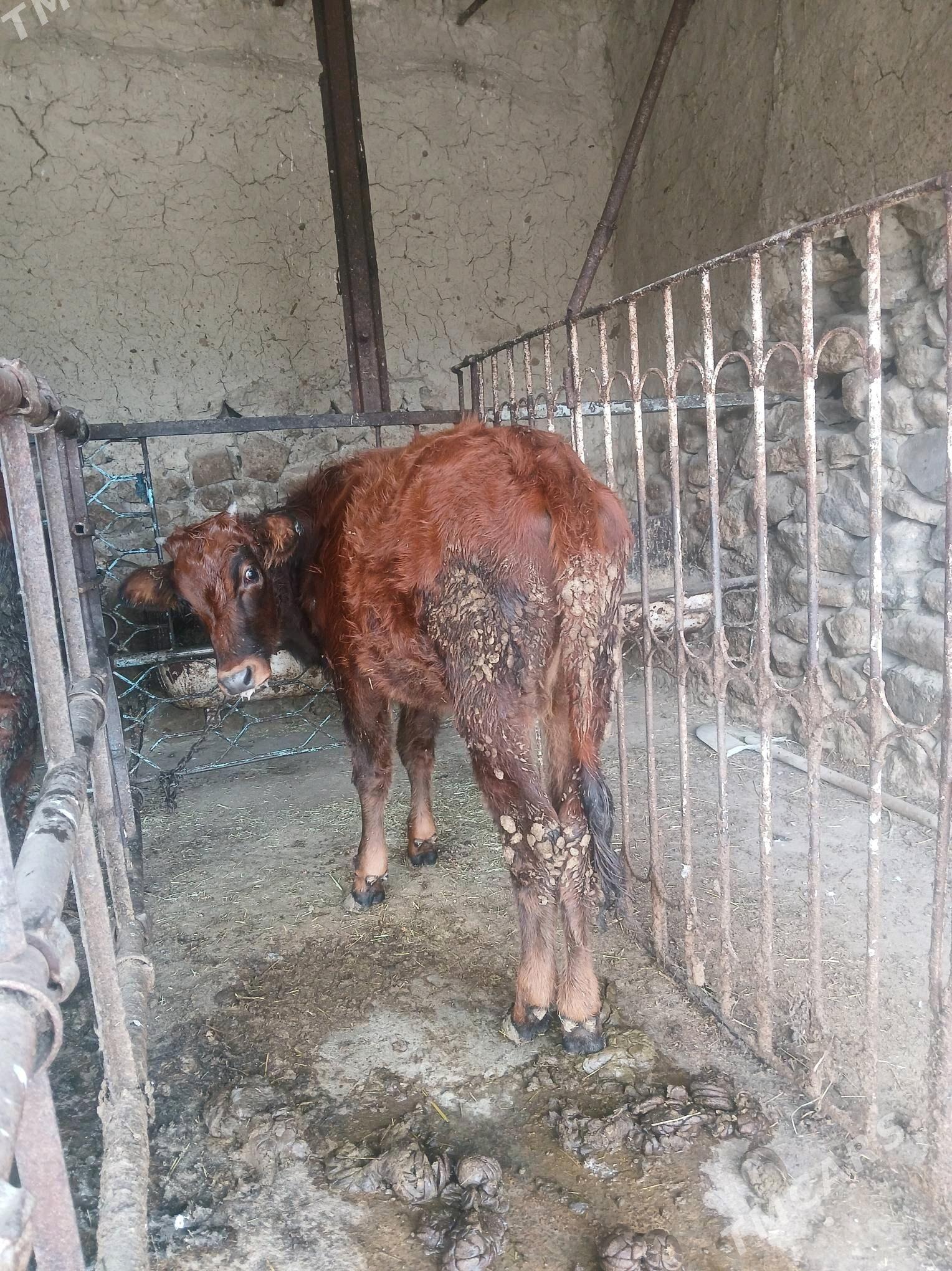 tuwe 2 sany - Бахарден - img 2