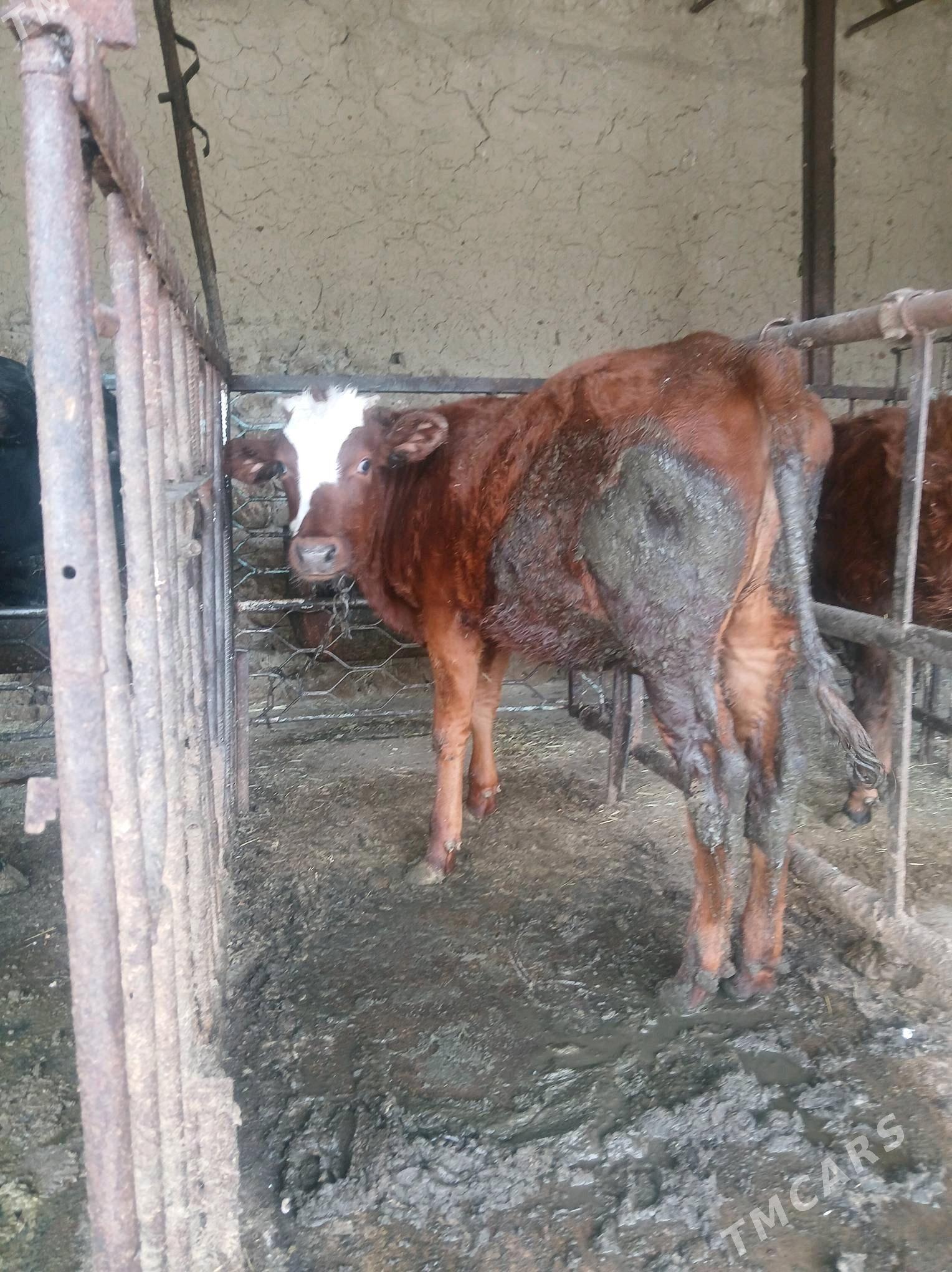 tuwe 2 sany - Бахарден - img 3