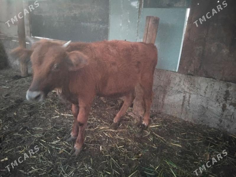 tuwe - Багир - img 4